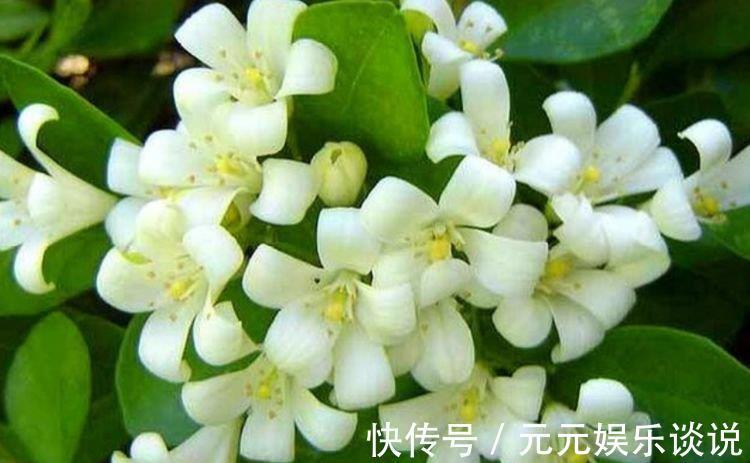 香太阳|4种漂亮花养家里，一年四季开花不断，惊艳如花球，美翻了