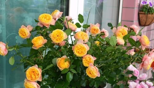 新手|月季开花越来越少?教你一招,分枝多,花量翻倍,新手也会养