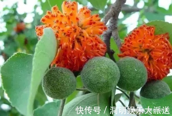 壮筋骨|农村常见的一种树,可以壮筋骨,助阳气,补虚劳,早知早受益