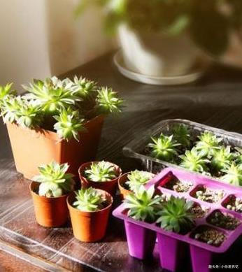 不到一年从1盆变成12盆的多肉植物——观音莲到底该怎么养