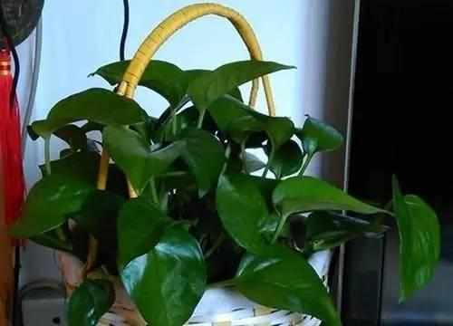 阳台上|想要绿萝不黄叶不烂根就得这样养,不仅不黄叶,还能常年绿油油