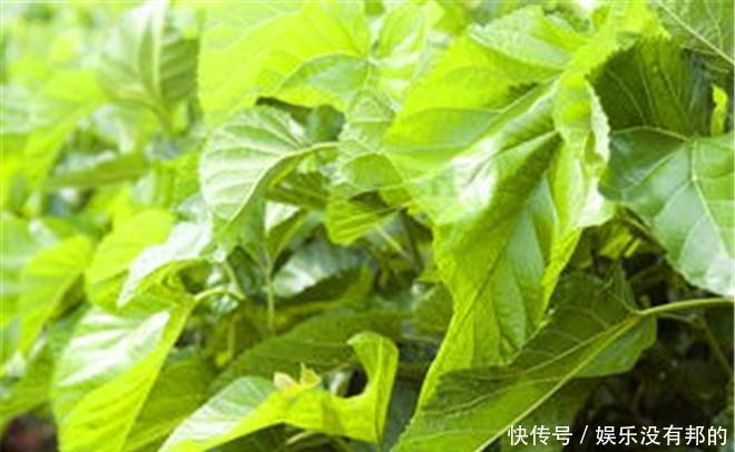 医生提示:桑叶能用好,一定是个宝