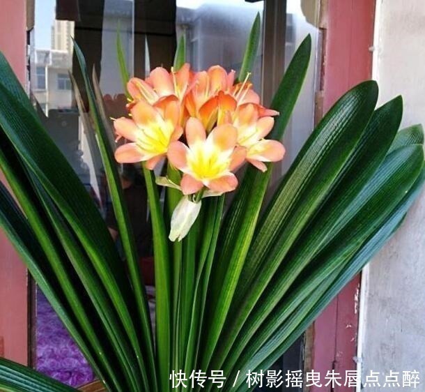 春天养君子兰，“多晒”好，还是少晒好别弄错，否则又为开花愁