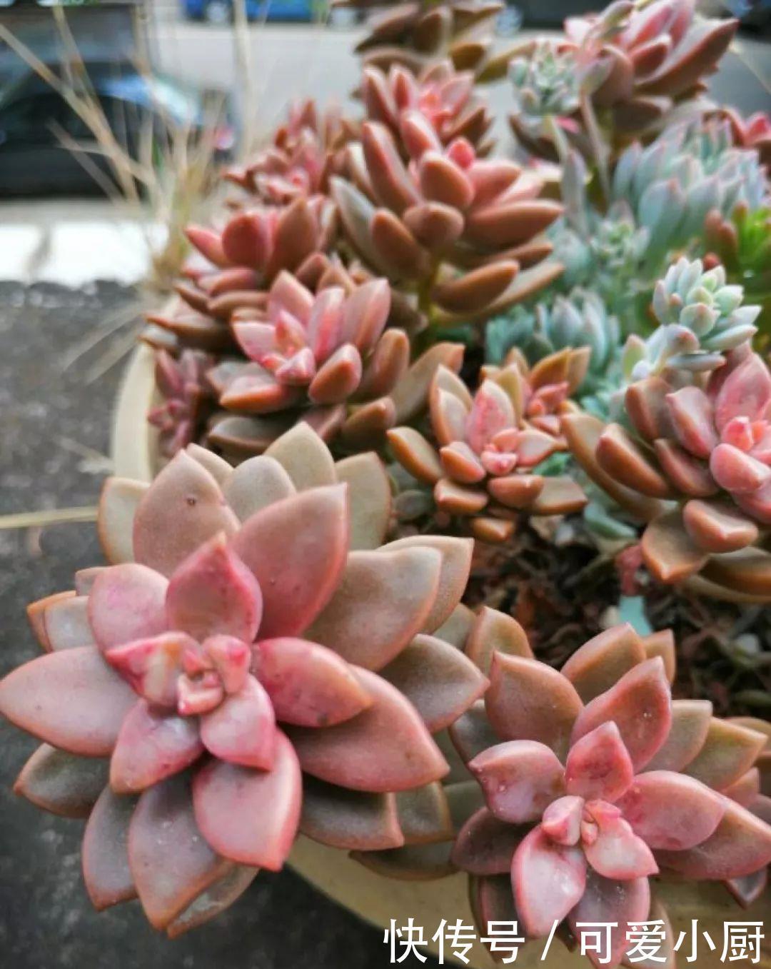 多肉盆栽植物:多肉品种太多了,简单分成6大类,看完再也养不死