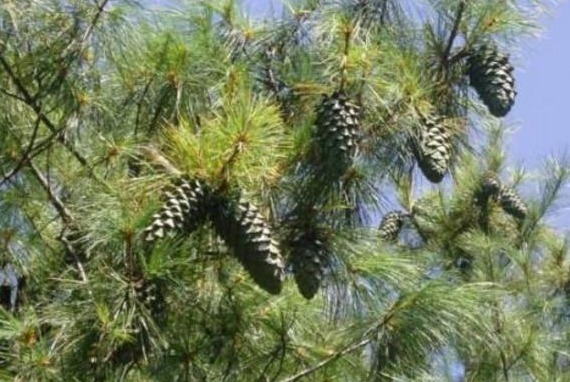 风湿骨痛|一种树的叶子，流出的汁液是“关节痛灵药”，治风湿骨痛，你懂吗