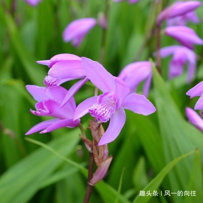此花拥有优雅端庄的外表，药用价值极高，寓意着救死扶伤