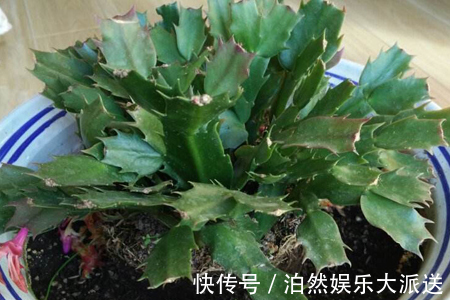 光照|蟹爪兰叶子又薄又暗,坚持1个月,9月开始长出“硬朗叶”,太密了