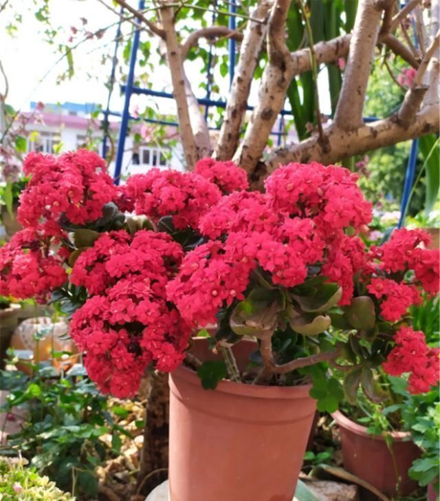 长寿花|有1种花,非常喜欢被“掐头”,不掐就是丑八怪,掐了全是花