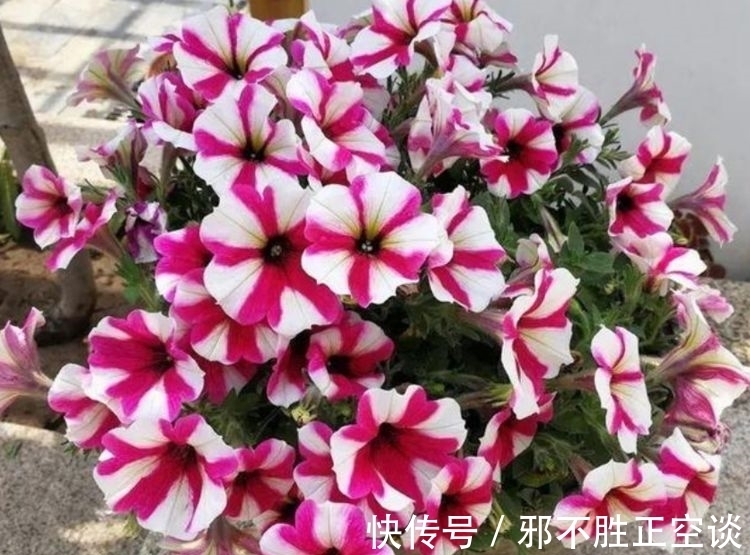 修剪|4种花颜值高又好养,开起花来拦不住,入手不亏