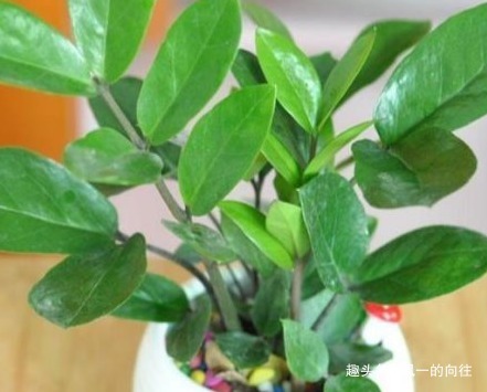 居家最适合养护的三种绿植,既上档次又招财,好养又耐活