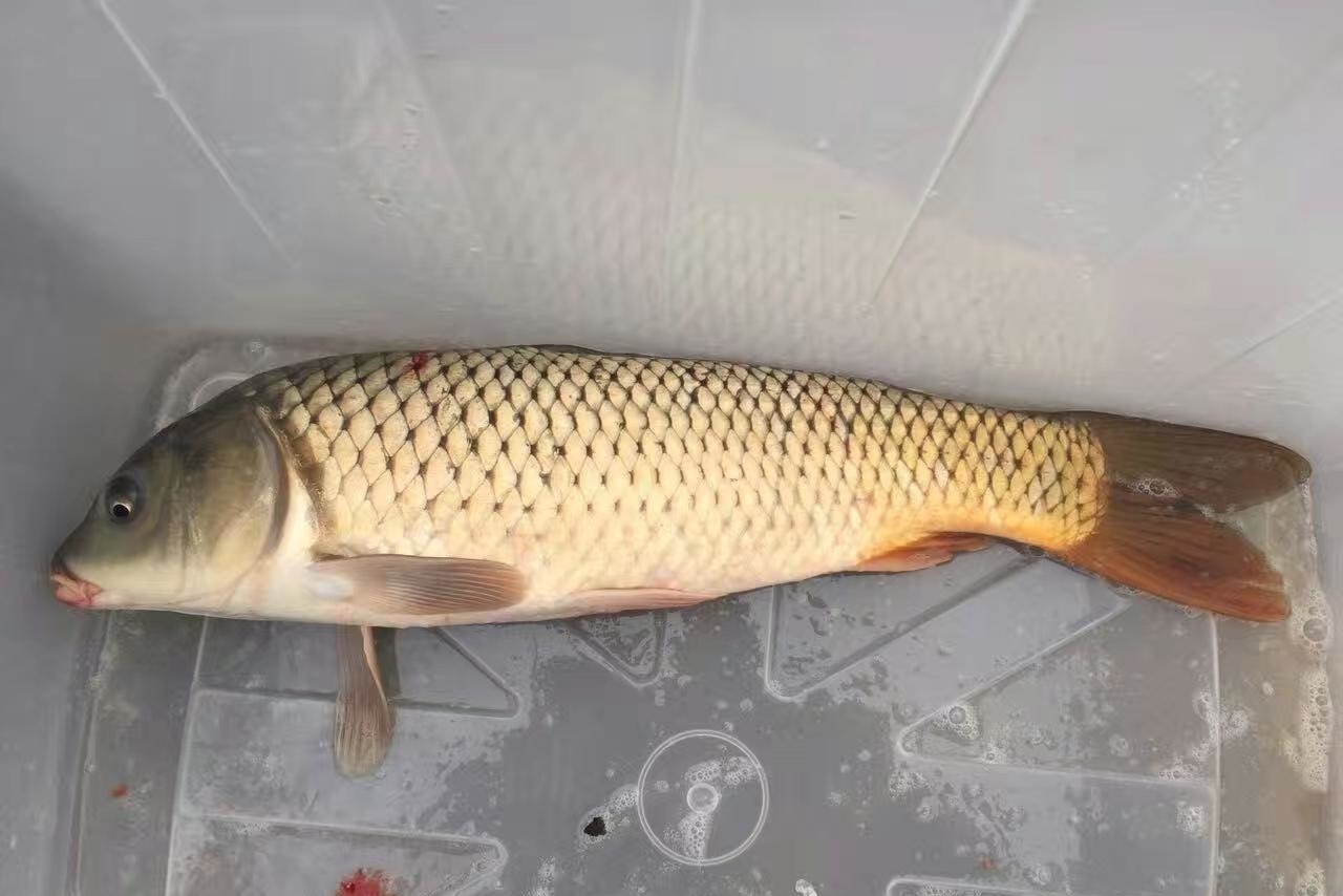 黄河鱼的秘密：跃龙门的不是鲤鱼，是谁？谁当了数百年的宫廷鱼？