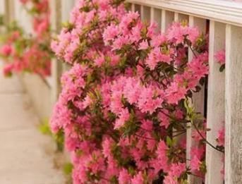 杜鹃|为什么每年养杜鹃都是开花过后,养到后期就掉叶子死了呢?