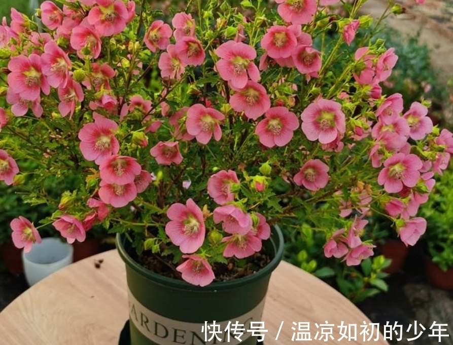 直射光|这花是名副其实的“开花机器”，秋冬盆栽，落实好4点花开不歇