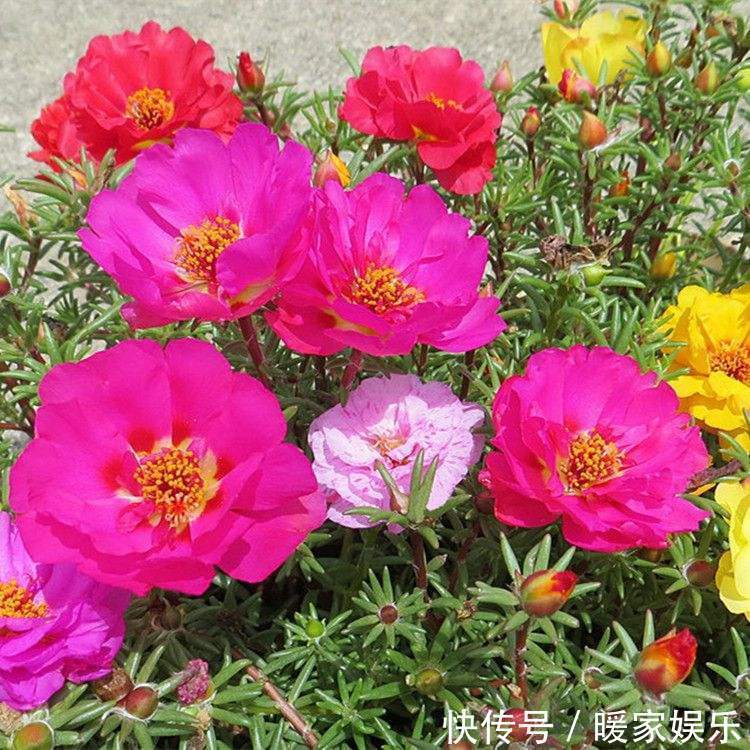 金枝玉叶又能派上“大用场”,嫁接几根太阳花,变成老桩“花柱”