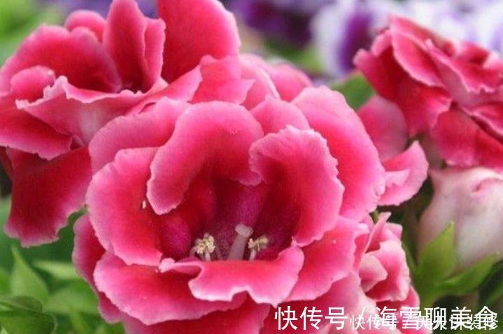 几种花期最长的花卉，一年四季开不停，每天都有花赏