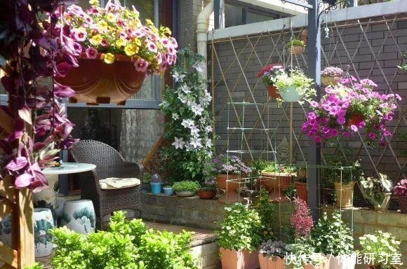 秋天的院子，养点喜欢的花，乐得自在！