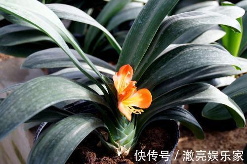 花儿|夏季到，往君子兰盆里加点特制水，花儿呼呼开满盆