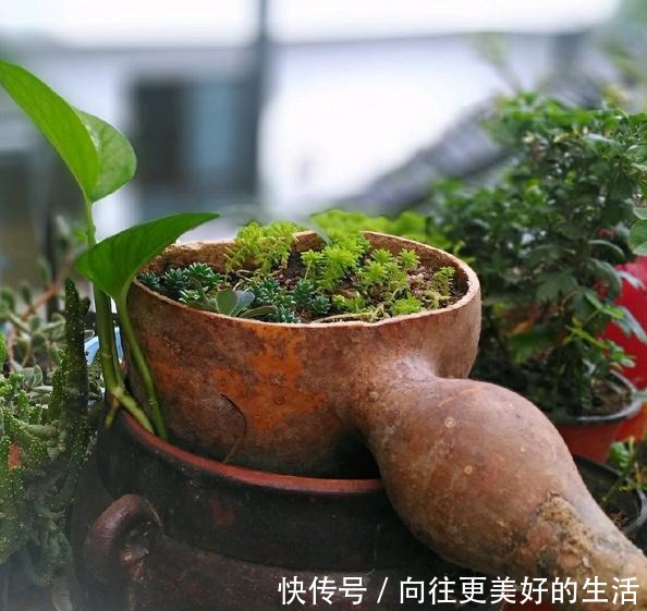 养多肉,不再为缺少花盆发愁,取一瓢,取一碗,取一瓶都能养!