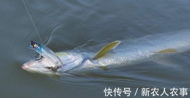 长达1.7米!湖北一男子河里野钓,收获巨型鳡鱼,网友:不能放生