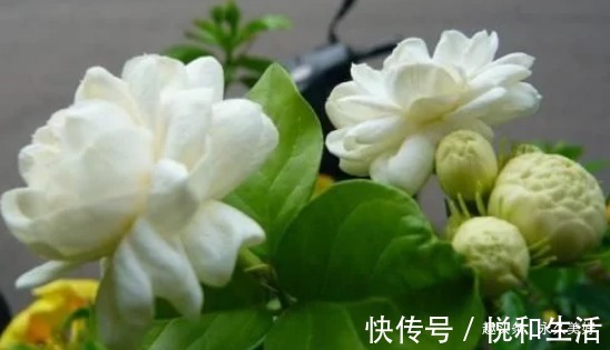 再见了绿萝!我国又一室内香花一夜走红,花开洁白,比桂花好闻