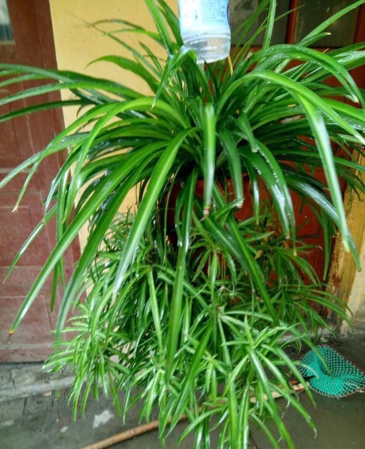 不需要扦插的5种花,把根“掰开”就是小苗,成活率真高