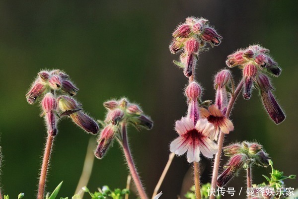 薄荷叶|李时珍说“服后身轻不老”，最好的美容圣品，很多人却当野菜