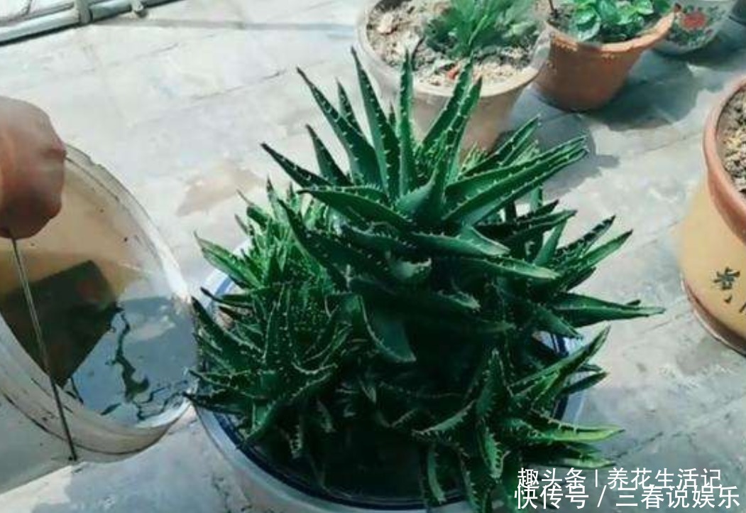 浇水|家养芦荟半死不活多半浇水不正确,改善后生长快叶子肥胖