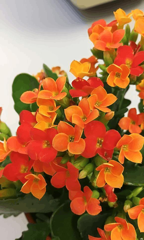 冬季能把花浇死,照样也能把花浇出状态