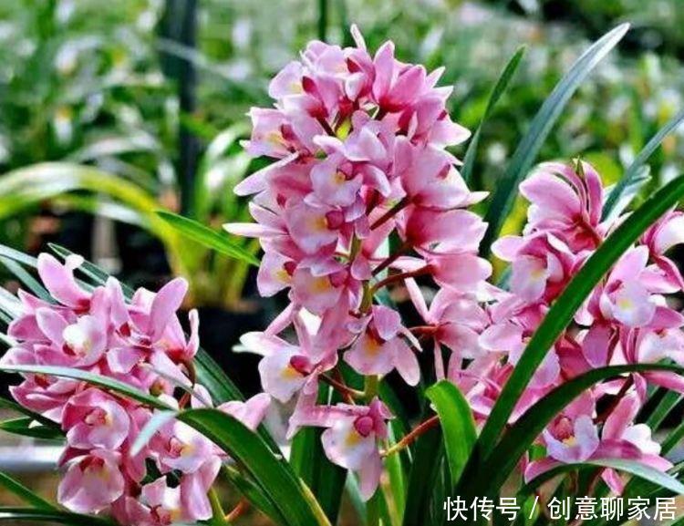 最适合新手养的4种花,沾土就能活,漂亮好养!