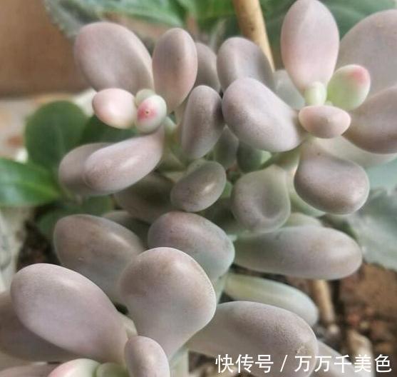 多肉养不好的原因之一 多数的分不清夏型种和冬型种多 粉紫色 多肉养不好的原因之一 多数的分不清夏型种和冬型种多 粉紫色