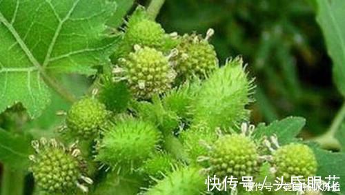 女性|十个女性九个腰痛,用它煮水,每天一杯,腰不疼,腿也不酸