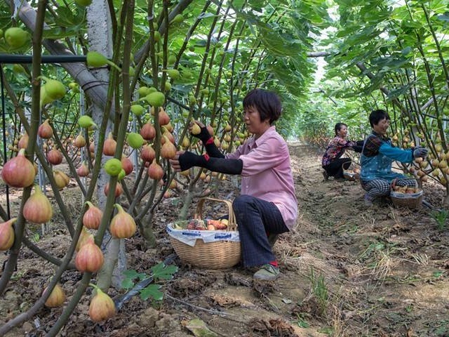无花果|此果是货真价实的“生命之果”,不但好吃到逆天,营养也忒丰富了