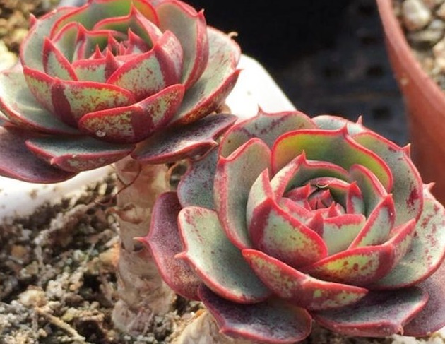 新手养花,入手这“3种”多肉,好看又易活,一年四季爆盆不断