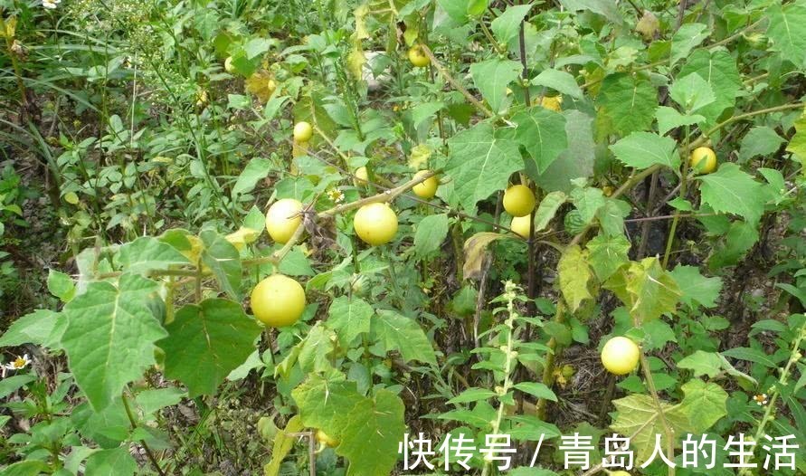 草藥|曾家喻戶曉的野草，全身是刺也是寶，只有老農認得！