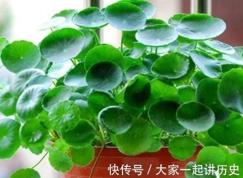 4种花适合新手养,不用费心,家里养两盆,旺财又旺宅