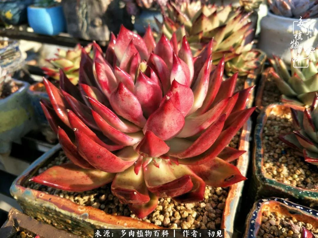 养多肉四周年,从初见到爱恋!幸福一直藏在浅薄的日子里!