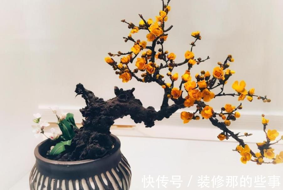 花草|在城里养花,盆栽旧土不丢,这么一处理,比刚买的新土都好使