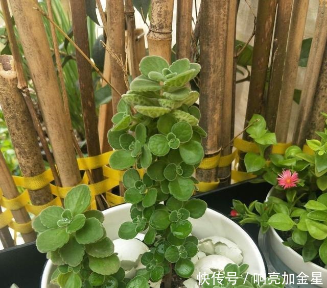 家里碰碰香没味道那是这4点没做好,不然香飘满屋!