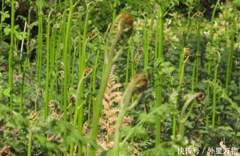 农村|农村最常见的5种野菜,个个都是宝,长期食用好处多多