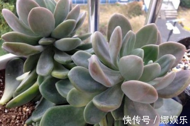 黄泥土|新手养多肉就选冬美人,注意这三点,简简单单养爆盆,美丽极了