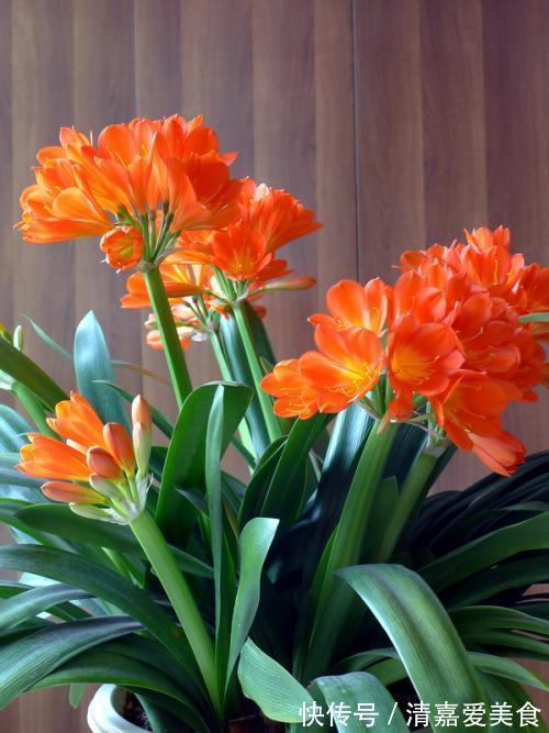 土壤|养君子兰,死记硬背5个要点,啥问题也没有,叶子油绿过年满花箭