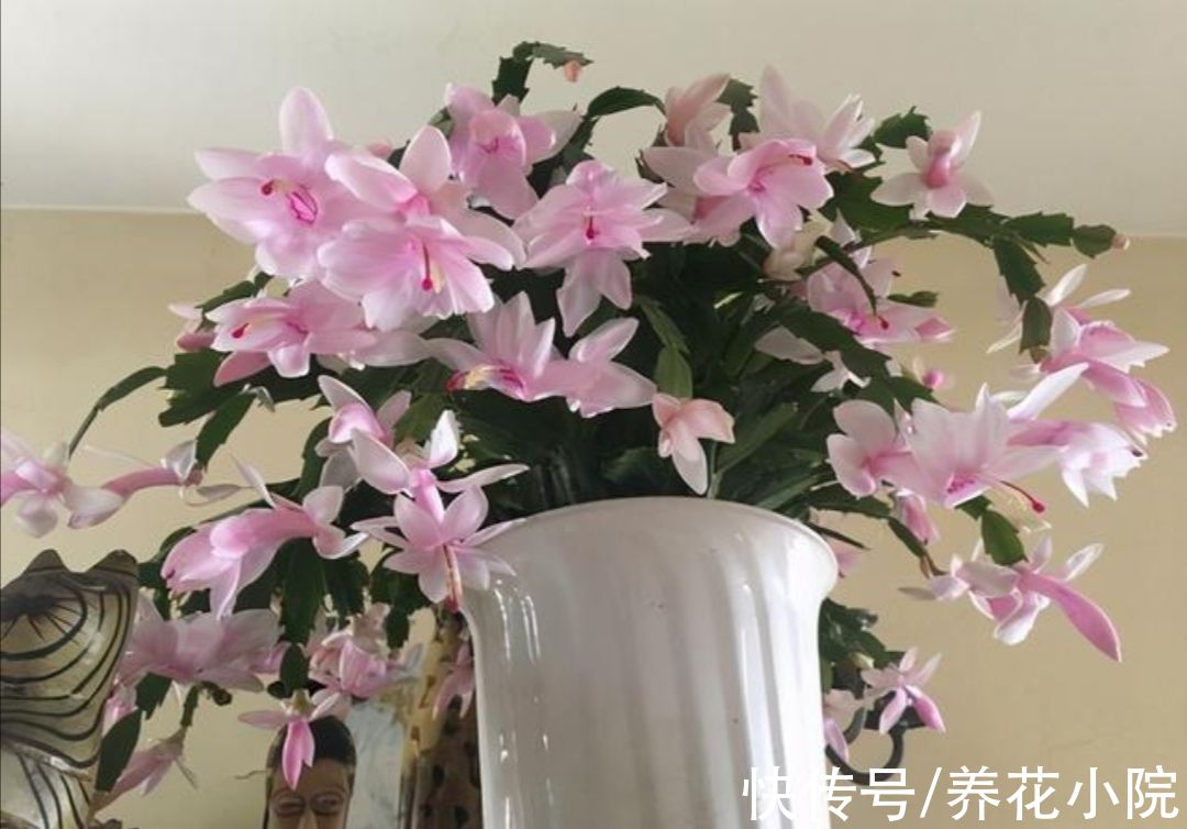 好养|9月适合入手5种花，开花漂亮又好养，很快就能长花苞
