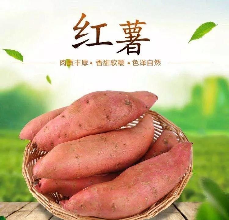  红薯|红薯的秘密在这里