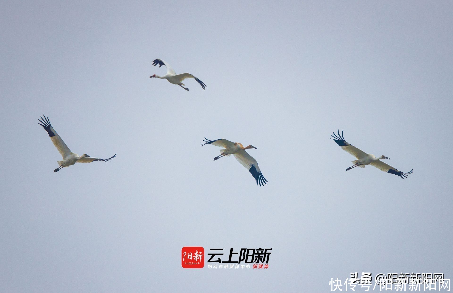 阳新荆头山惊现百雁齐鸣、万鹭同飞壮丽景观