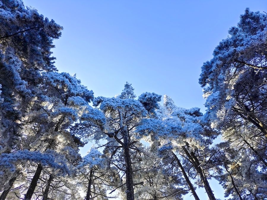 黄山风景区|零下10．3℃ 安徽黄山现大面积雾凇景观