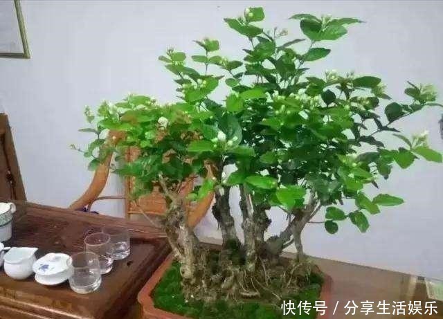 植株|养茉莉花、栀子花,做到“4个多”,2年长成“小树”,开花更多!