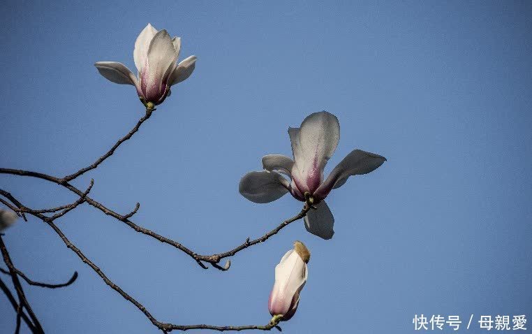 玉兰春意笑蓝天