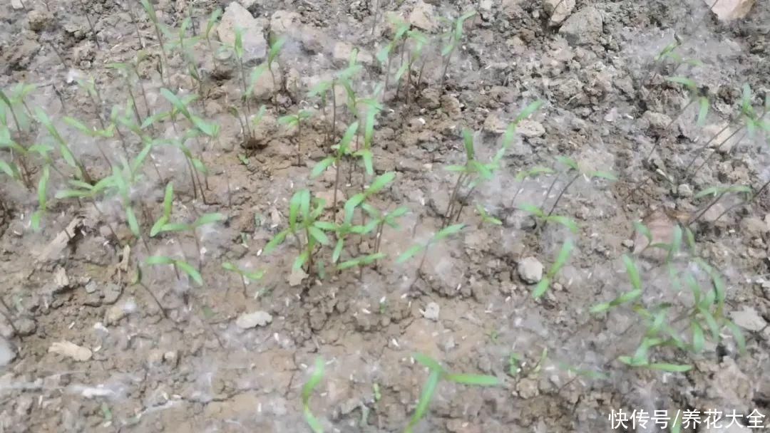 橡皮树|养花就怕乱浇水,越浇死得越快,赶紧住手