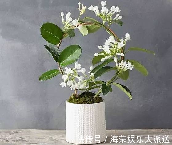 王阿姨这么养茉莉花，花更美，味更香，邻居纷纷来取经！