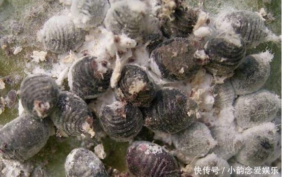 口红是用虫子尸体做的越贵的虫子越多，看完你还敢用口红吗